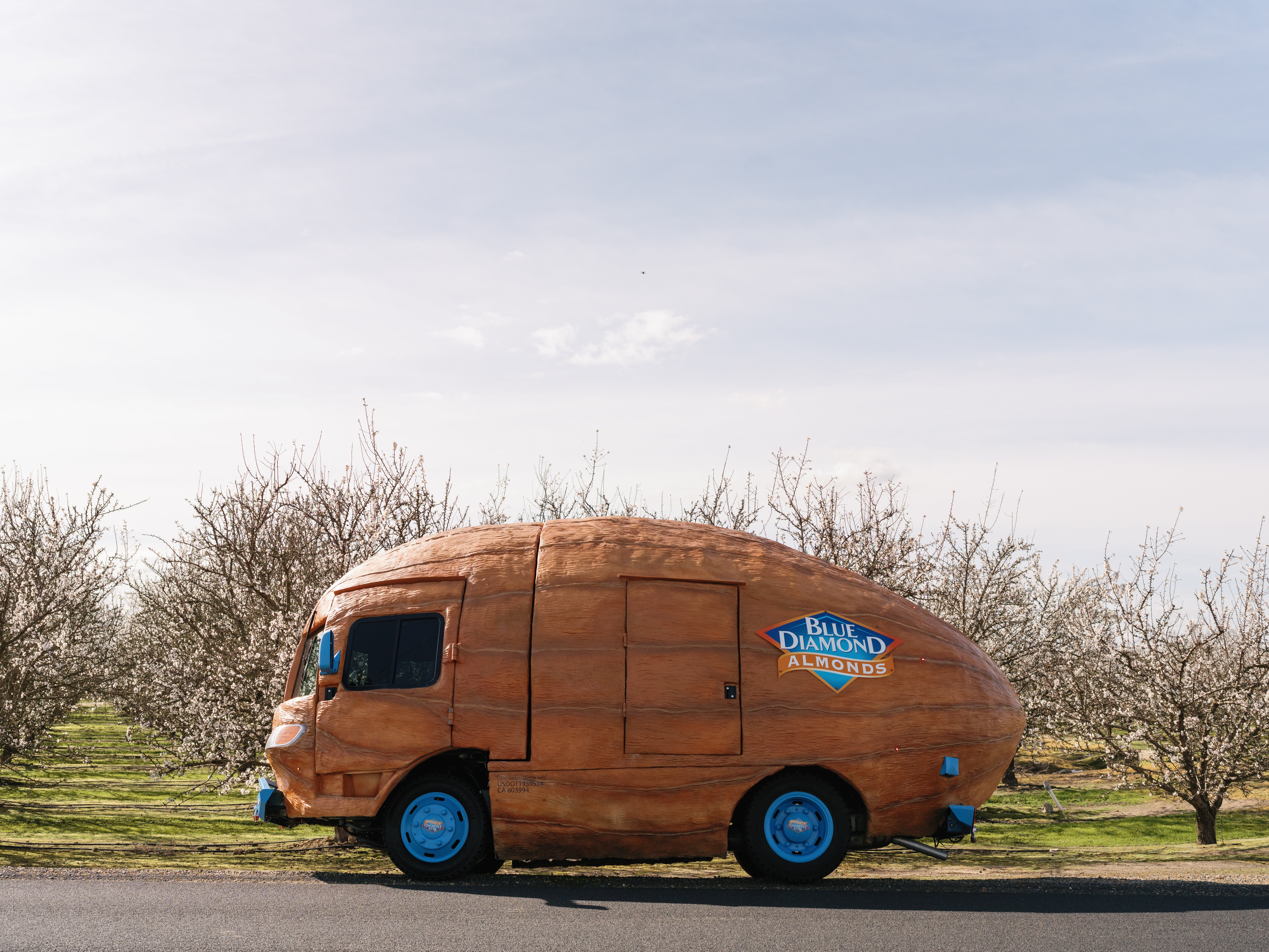 Blue Diamond Nutty Cruiser Wide Shot at Almond Orchard